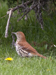 Brown Thrasher 0017